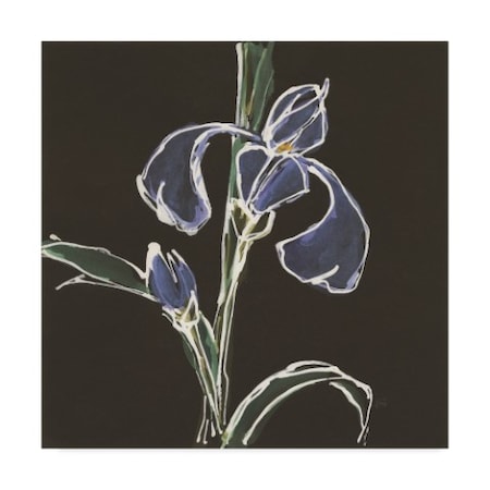 Chris Paschke 'Iris On Black Iv' Canvas Art,24x24